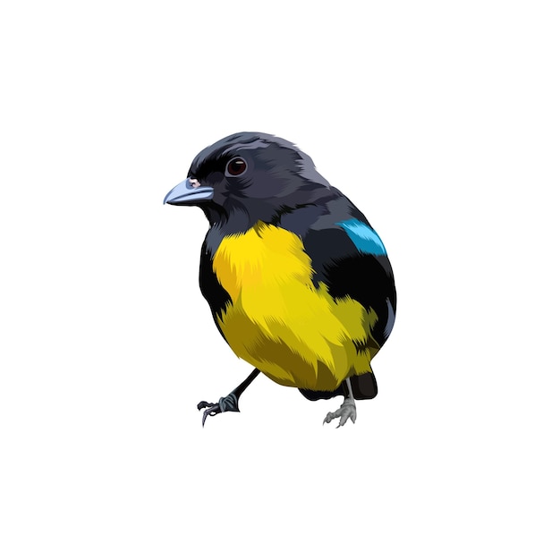 Plik wektorowy czarno-złoty wektor ptak tanager