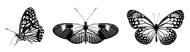 Czarny Szczegółowy Motyl Wektor Zestaw
