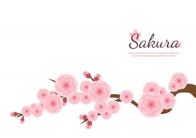 Plik wektorowy czereśniowy okwitnięcie kwitnie tło. sakura różowe kwiaty.