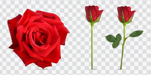 czerwona róża na białym tle Czerwona róża 3d kwiat na białym tle ikona ilustracja wektorowa na białym tle png