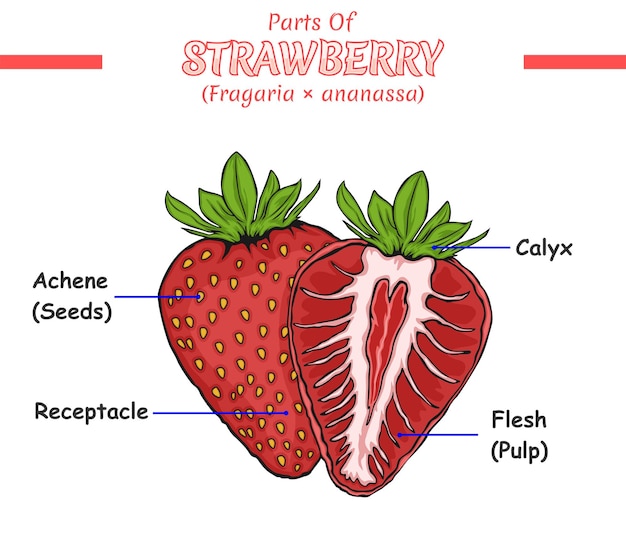 Plik wektorowy części truskawki