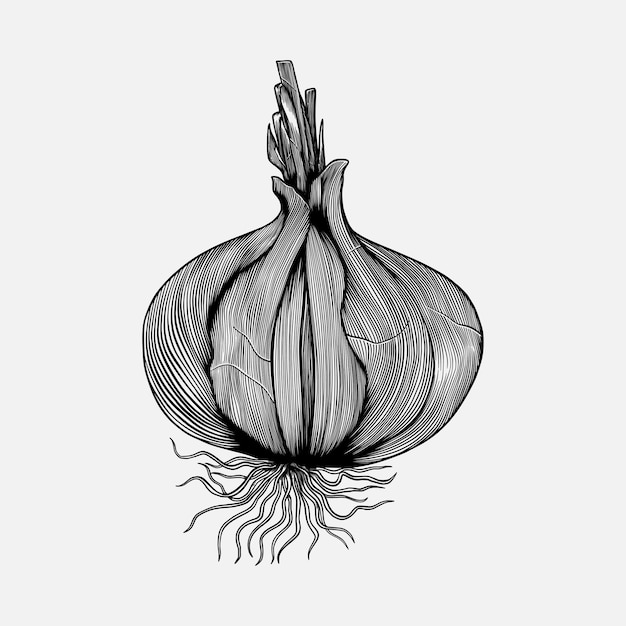 czosnek grawerowanie szkic ilustracji warzyw