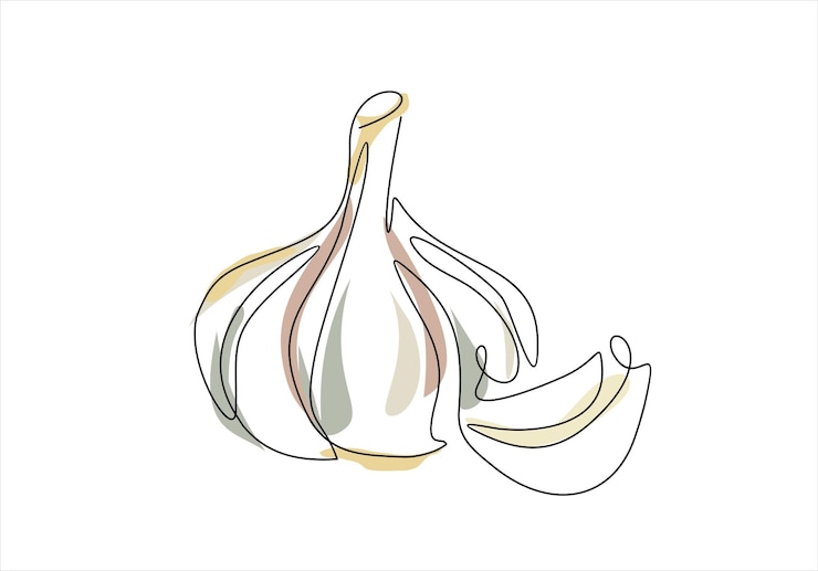 Wektor czosnek na jednej linii rysunek w stylu artystycznym ilustracja wektorowa izolowana na białym tle