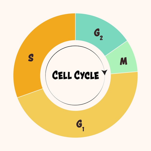 Plik wektorowy czteroetapowy proces cyklu komórkowego przed podziałem komórkowym