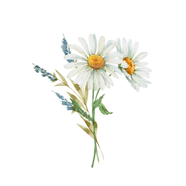 Delikatny bukiet z białymi kwiatami rumianku akwarela ilustracja, ręcznie malowany