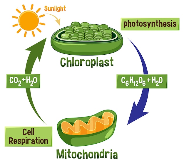 Plik wektorowy diagram fotosyntezy i oddychania komórkowego