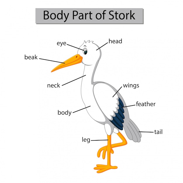 Diagram Przedstawiający Część Ciała Bociana