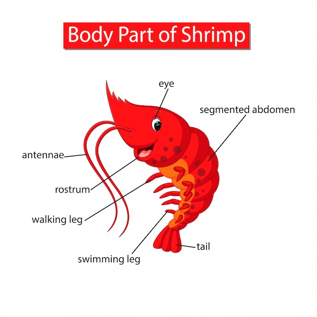 Diagram Przedstawiający Część Ciała Krewetek