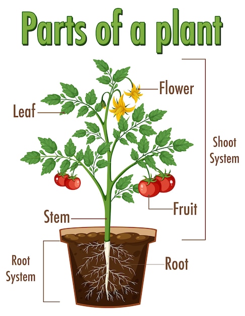 Plik wektorowy diagram przedstawiający części rośliny