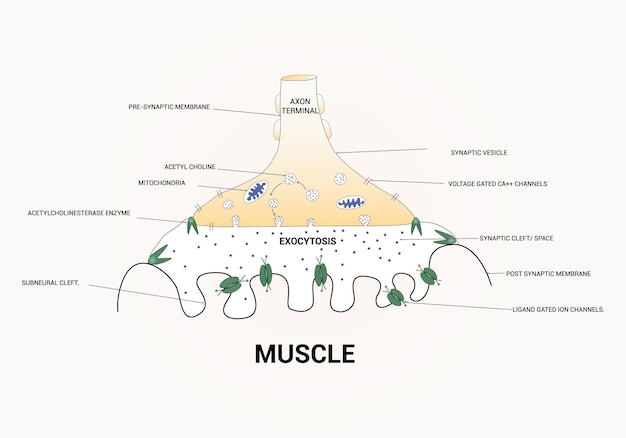 Plik wektorowy diagram przedstawiający ilustrację wektorową konstrukcji końcowego aksonu