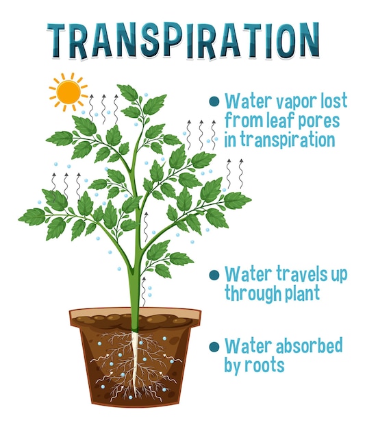 Plik wektorowy diagram przedstawiający transpirację roślin