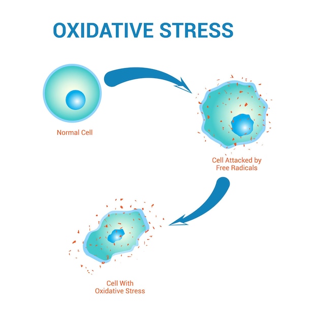 Plik wektorowy diagram wektoru stresu utleniającego komórka z wolnymi radykalami ilustracja dla projektu edukacyjnego