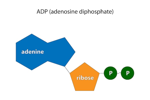 Difosforan Adenozyny Adp Pirofosforan Adenozyny App