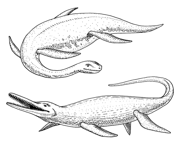 Dinozaury Elasmosaurus, Mosasaurus, Szkielety, Skamieliny, Skrzydlata Jaszczurka. Prehistoryczne Gady Amerykańskie, Ręcznie Rysowane Grawerowane Zwierzę Jury.