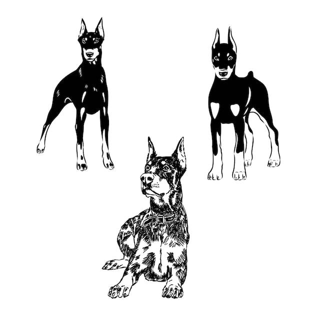 Plik wektorowy doberman pies czarno-biały ilustracja wektorowa portret głowa zwierzęcia domowego tatuaż clipart cięcie laserowe obraz zapasowy izolowany na białym tle doberman szkic wektor