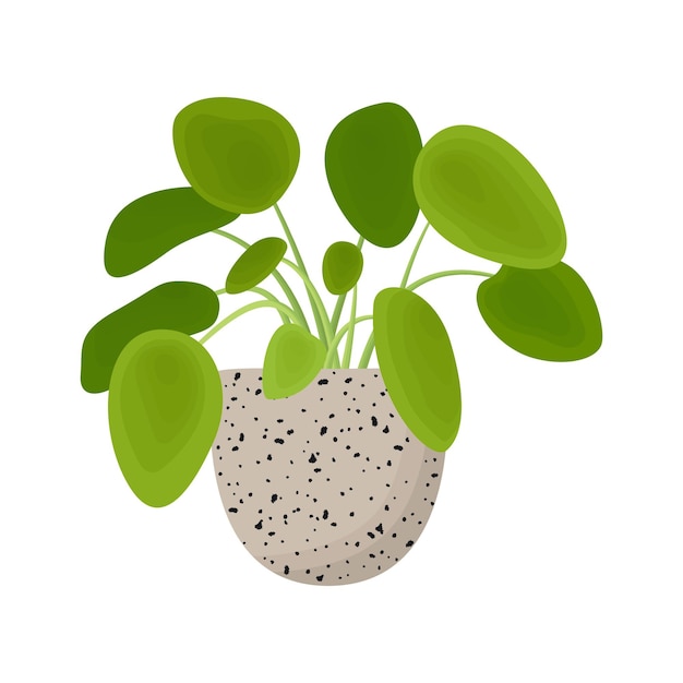 Plik wektorowy doniczkowa egzotyczna roślina tropikalna modna roślina doniczkowa begonia w ceramicznej doniczce