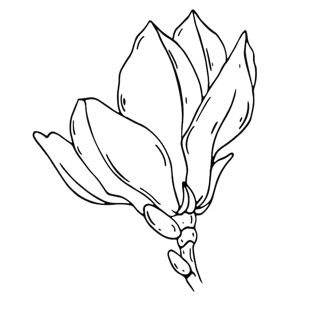 Doodle Kwiat Magnolii