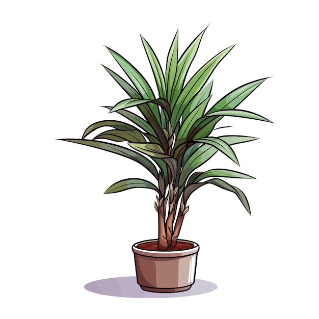 Plik wektorowy dracaena marginata wektor clipart białe tło