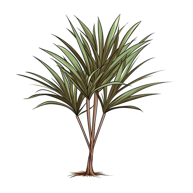 Plik wektorowy dracaena marginata wektor clipart białe tło