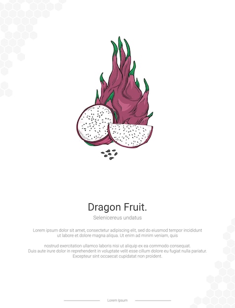 Dragon Fruit Selenicereus Undatus Ilustracja Dekoracji ściennej Pomysły Lub Plakat