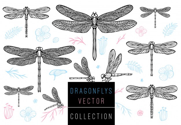 Dragonfly Wiosna Zestaw Szkic Styl Kolekcja Ręcznie Rysowane Ilustracji