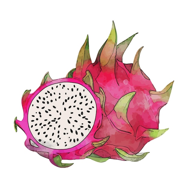 Plik wektorowy dragonfruit pitaya akwarela wektor ilustracja