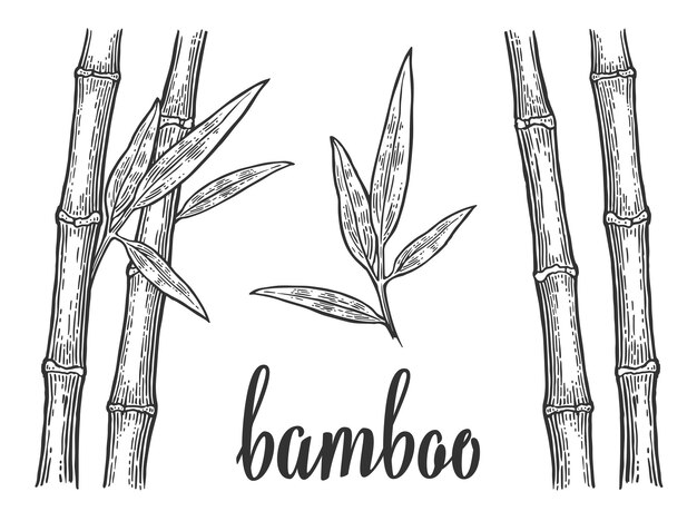 Drzewa Bambusowe Z Białymi Sylwetkami Liści I Czarnymi Zarysami Ręcznie Narysowany Element Projektowy Vintage Grawerowanie Wektorowe Ilustracja Dla Sieci Plakatów Logotypowych Izolowane Na Białym Tle