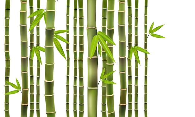 Plik wektorowy drzewo bambusowe zielone gęste łodygi wektor z izolowanymi na białym tle