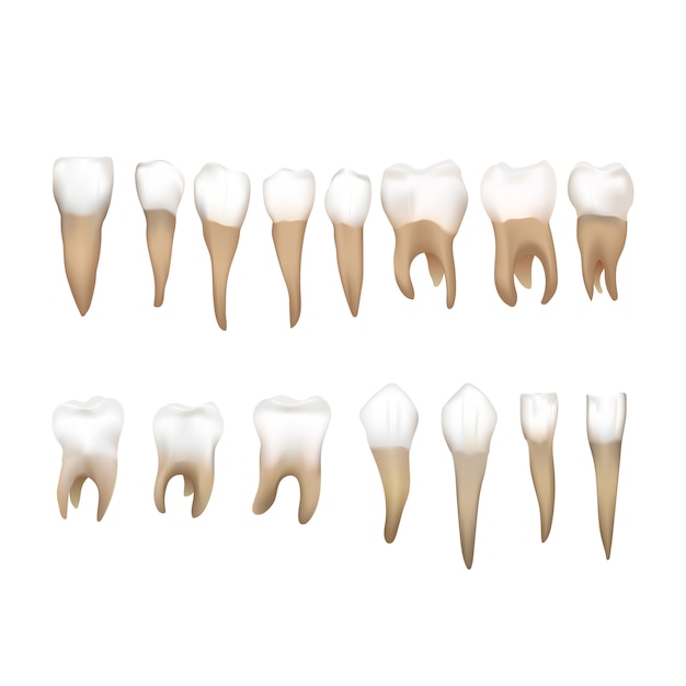 Duży Zestaw Różnych Realistycznych Ludzkich Zębów Na Białym Tle