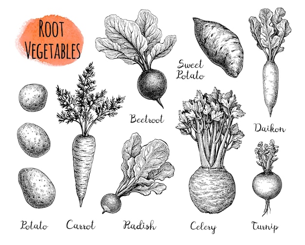 Plik wektorowy duży zestaw warzyw korzeniowych. ręcznie rysowane szkice atramentem.