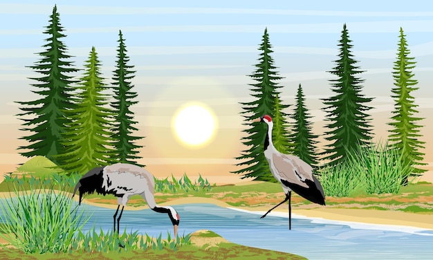 Plik wektorowy dwa żurawie szare nad brzegiem rzeki żuraw lub grus grus lub żuraw eurazjatycki