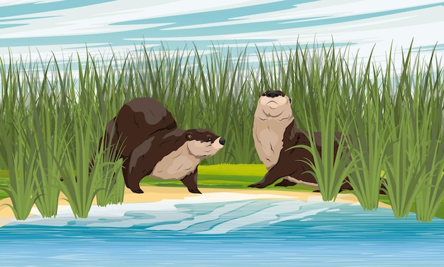 Plik wektorowy dwie wydry rzeczne siedzą na brzegu stawu z wysoką zieloną trawą