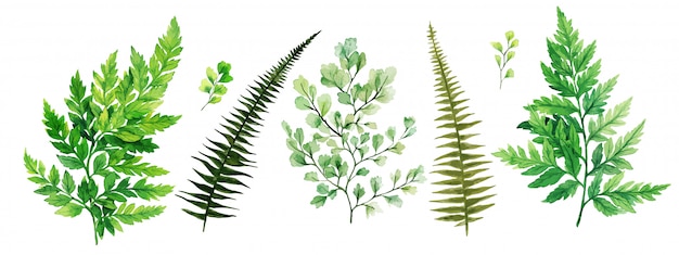 Dzika flora, paprocie i adiantum, kolekcja jasnej zieleni akwarelowej