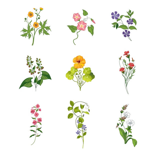 Dzikie Kwiaty Ręcznie Rysowane Zestaw Szczegółowych Ilustracji