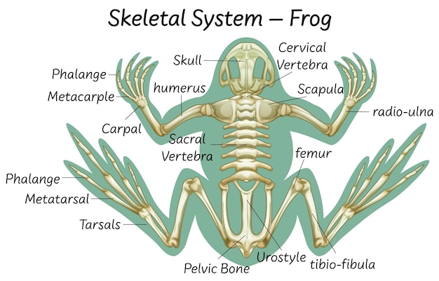 Plik wektorowy edukacja naukowa anatomii żaby