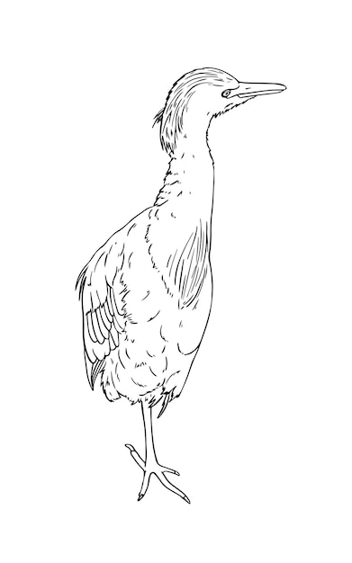 Egipski ptak czapla z piórami i długim dziobem zwierzęcym doodle liniowym kolorowaniem kreskówek