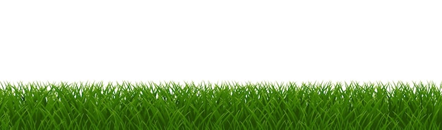 eGreenGrassIsolatedWithWhiteBackground_10_250520