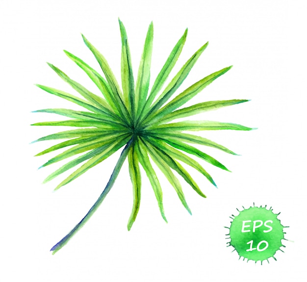 Egzotyczny liść tropikalna drzewko palmowe data.