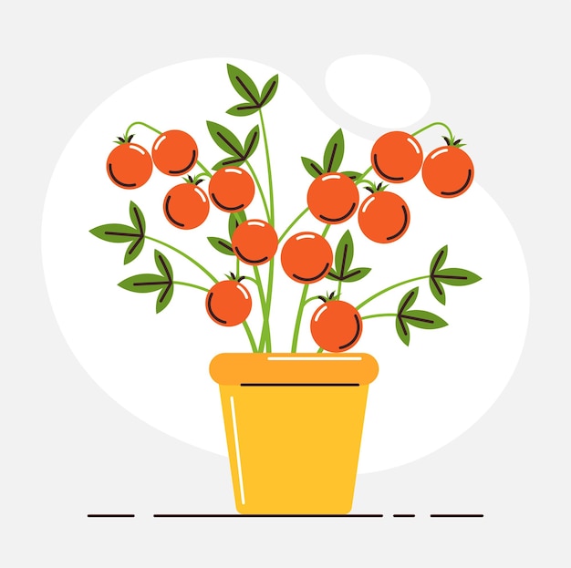 Plik wektorowy ekologiczna roślina pomidora w doniczce zdrowa roślina pomidora z zielonymi liśćmi i dojrzałymi soczystymi czerwonymi owocami