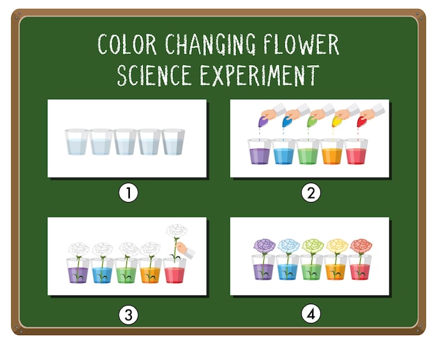 Plik wektorowy eksperyment naukowy zmieniający kolor kwiatów