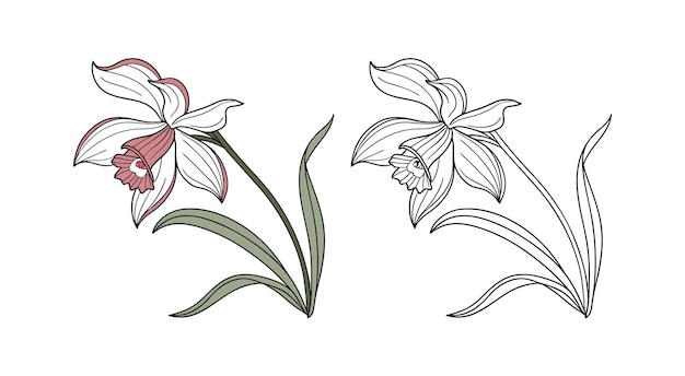 Elegantna ilustracja kwiatów narcyzów