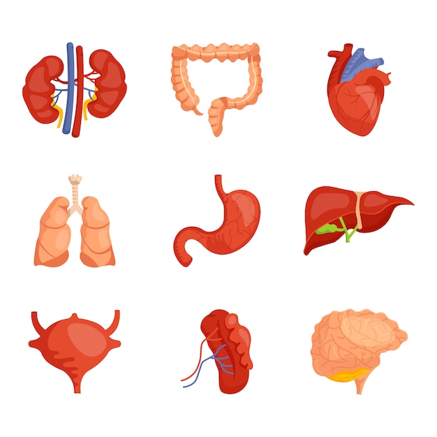 Element anatomiczny człowieka z narządami wewnętrznymi