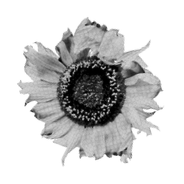 Plik wektorowy element kolażu półtonów słonecznika przerywana grunge kwiat wycięty z magazynu nowoczesna naklejka pop-art do projektowania mediów mieszanych ilustracja wektorowa izolowana na przezroczystym tle