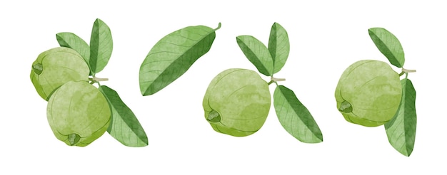 Elementy Projektu Guava Zestaw Ilustracji Wektorowych W Stylu Akwareli
