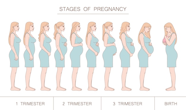 Etapy Ciąży Trymestr I Poród Sylwetka Kobiety W Ciąży Z Profilu Blondynka
