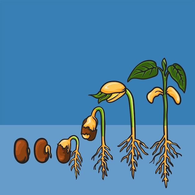 Plik wektorowy etapy kiełkowania od nasiona do kiełkowania, ilustracyjny proces sadzenia