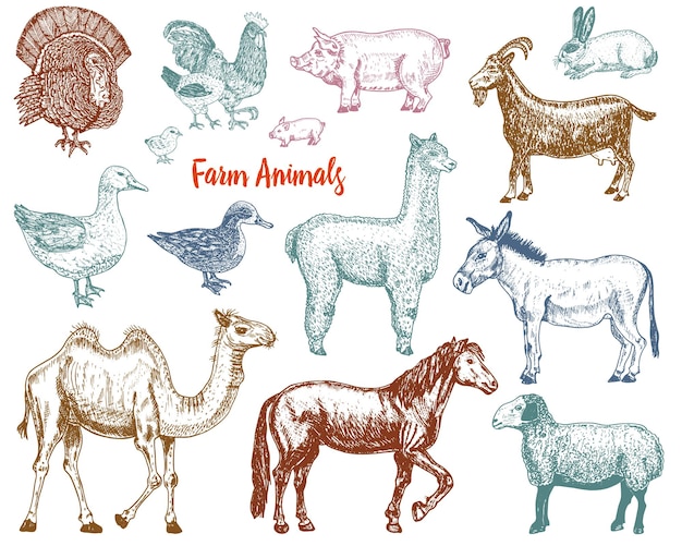 Farm Cute Animal Duży Zestaw Ilustracji Wektorowych Wielbłąd Koń Koza świnia Osioł Owca Górska Lama