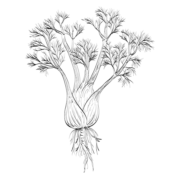 Fennel lub Foeniculum Vulgare Zioło przyprawy Rysunek rośliny kwitnącej
