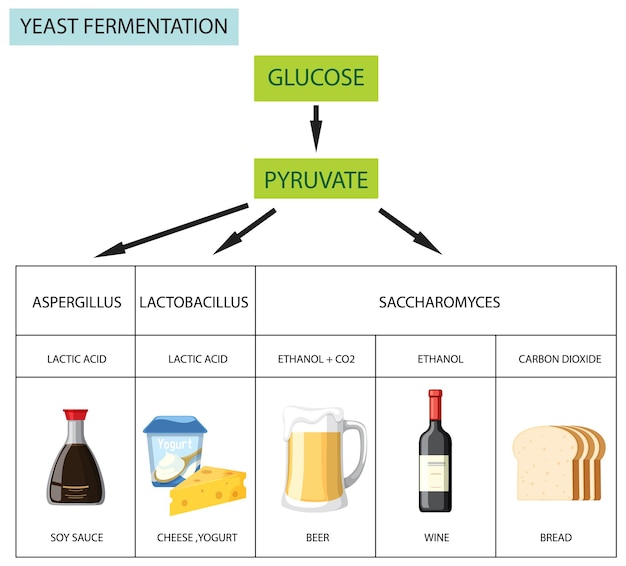 Plik wektorowy fermentacja drożdży i infografika produktu przewodnik wizualny