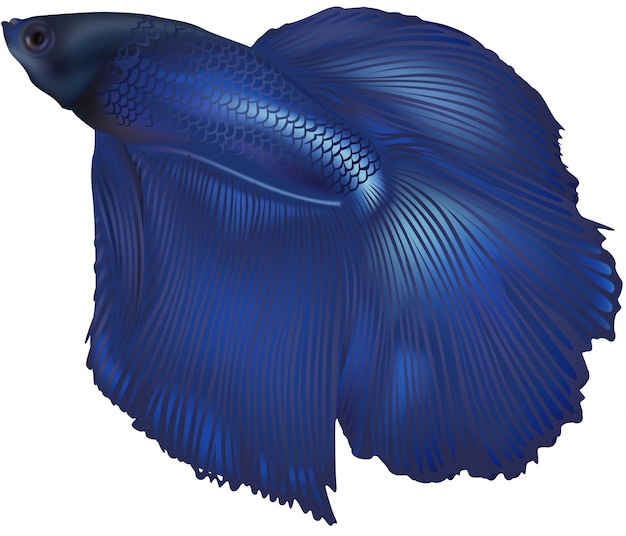 Fighting Fish (betta Splenedens)